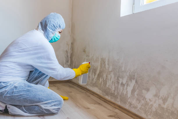 Licensed Commercial Mold Remediation service in Media, PA - WQB Mold Removal